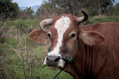 Portrait of cow on field