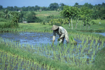 paddy field
