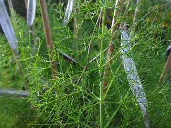 Close-up of fresh green grass in field