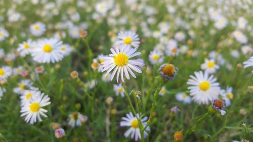 Close-up of daisy flowers growing outdoors