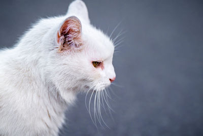 White cat looks sadly to the side
