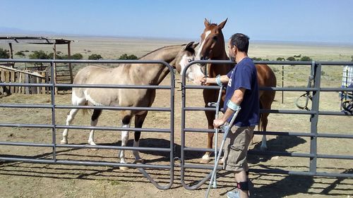 Horse standing in ranch