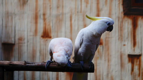 Close-up of parrot perching on wood