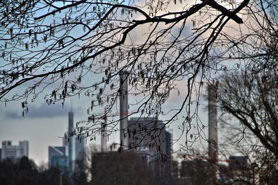 Low angle view of bare tree against sky