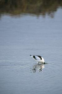 Birds in calm water