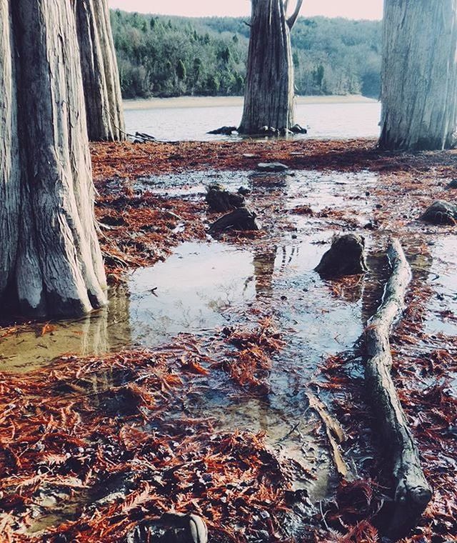 water, tree trunk, tree, tranquility, nature, reflection, day, pond, lake, tranquil scene, outdoors, forest, beauty in nature, no people, wood - material, park - man made space, scenics, lakeshore, river, sunlight