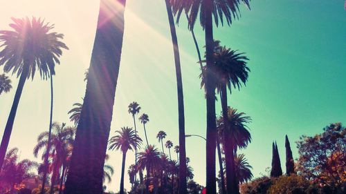 Low angle view of palm trees against sky