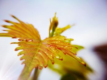 Close-up of water drops on flower