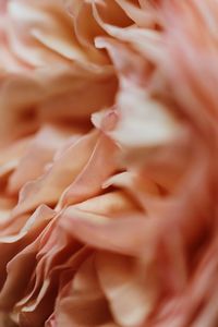 Full frame shot of pink rose