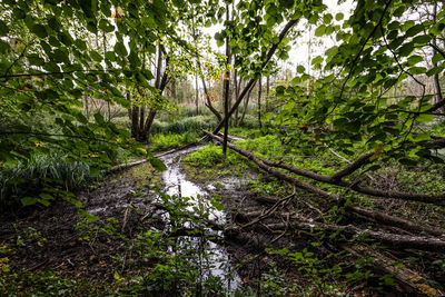Trees growing in forest