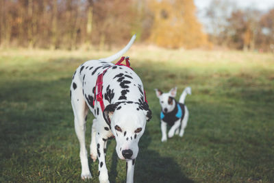 Close-up of dog on field