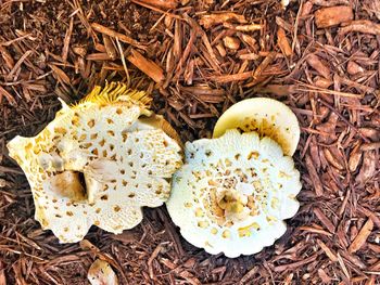 Close-up of mushroom growing on field