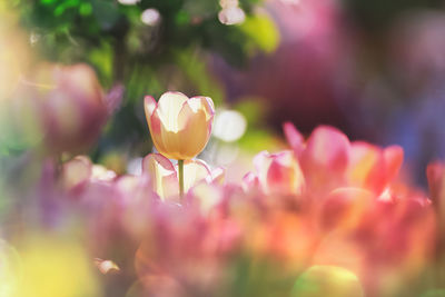 Close-up of pink tulips in park