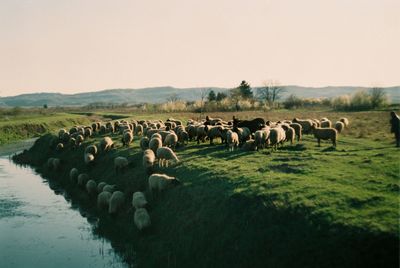 View of sheep on field against sky