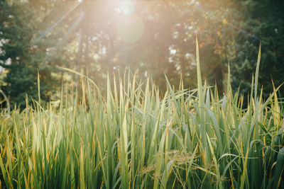 Plants growing on field against bright sun