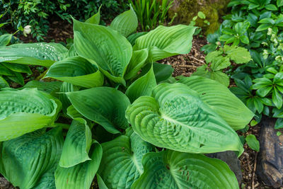 A view of elegant hosta plant leaves in a garden in seatac, washington.