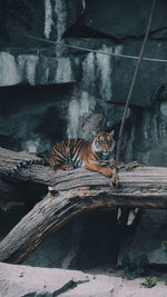 Cat relaxing on wood in zoo