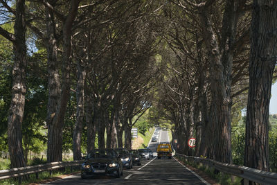 Street amidst trees in forest