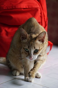 Portrait of cat sitting on floor