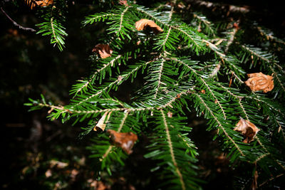 Close-up of pine tree with leaves