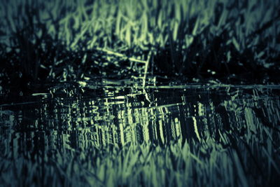 Close-up of wet plants in lake