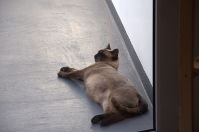 Cat relaxing on floor