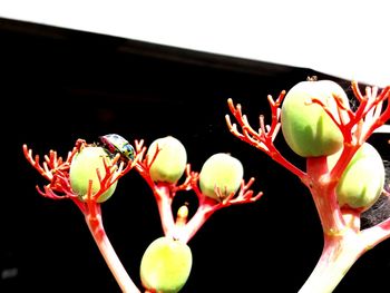 Close-up of fruits