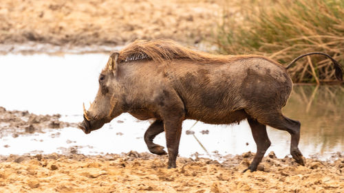 Single african warthog crossing a swamp, mauritania