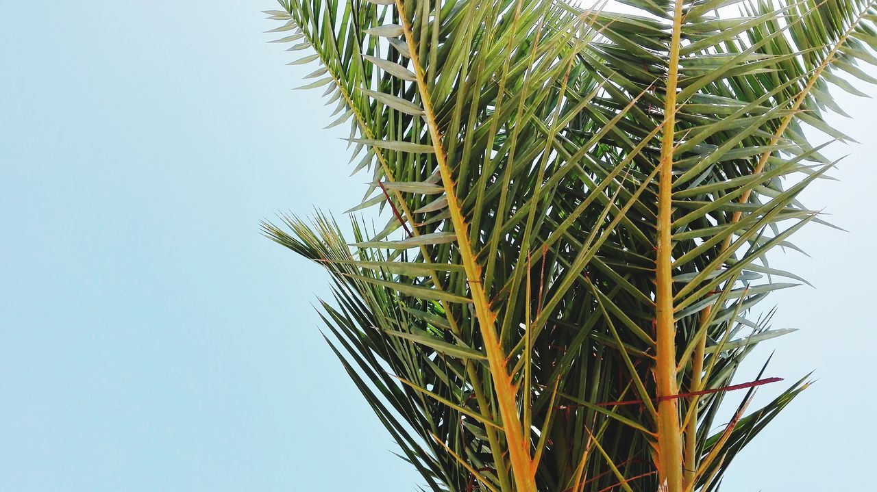 clear sky, tree, low angle view, growth, outdoors, day, no people, nature, tall - high, blue, sky, green color, tranquility, beauty in nature