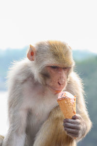 The stolen ice cream ... a monkey enjoys an ice cream on top of a bridge across the river ganges