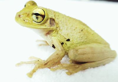 Close-up of frog over white background