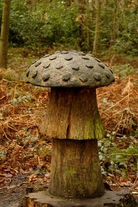 Close-up of mushrooms on tree trunk