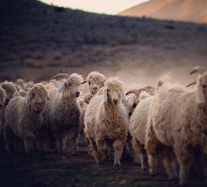 Sheep in a field