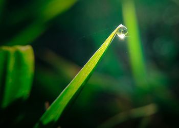 Close-up of grass