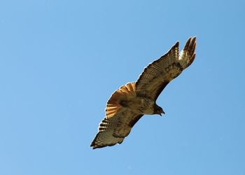 Low angle view of eagle flying against clear blue sky