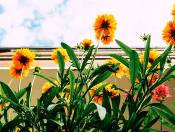 Yellow flowers blooming outdoors