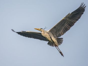 Low angle view of bird flying in sky