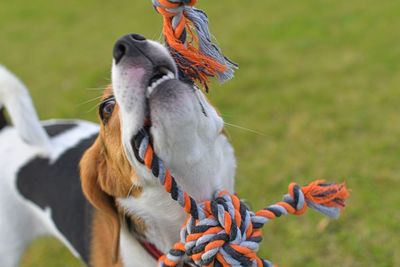 The dog is playing tug-of-war with the rope. playful dog with toy. tug of war between master and