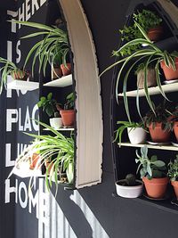 Potted plants in pot