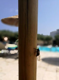 Close-up of insect on wooden post