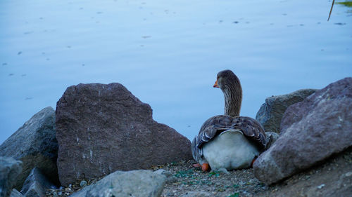 High angle view of duck in lake