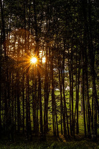 Sunlight streaming through trees in forest