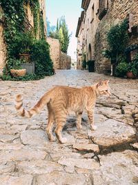 Full length of a cat