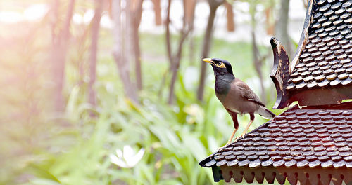 Close-up of bird perching on feeder