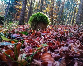 Plants growing in forest during autumn