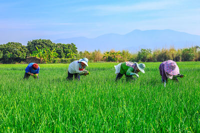 Scenic view of grassy field against clear sky