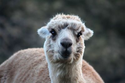 Close-up portrait of sheep