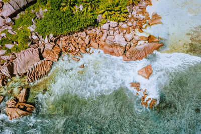 High angle view of starfish on rock in sea