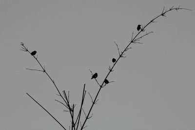 Low angle view of bird perching on bare tree against clear sky