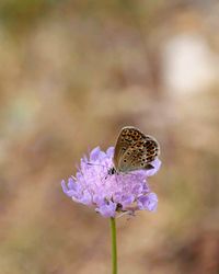 Close-up of butterfly pollinating on flower